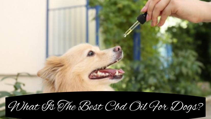 What Is The Best Cbd Oil For Dogs?